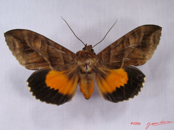 /filer/webapps/moths/media/images/D/divitiosa_Eudocima_AM_Alberta_01.jpg