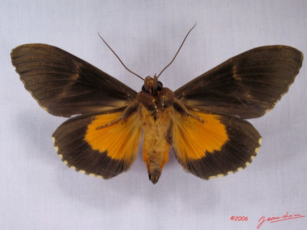 /filer/webapps/moths/media/images/D/divitiosa_Eudocima_AM_Albertb_01.jpg