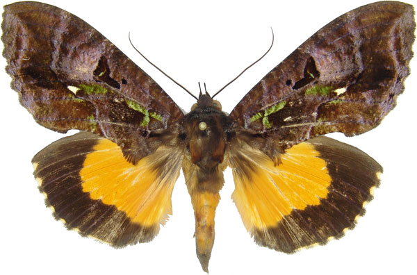 /filer/webapps/moths/media/images/D/divitiosa_Eudocima_AM_MCJM.jpg
