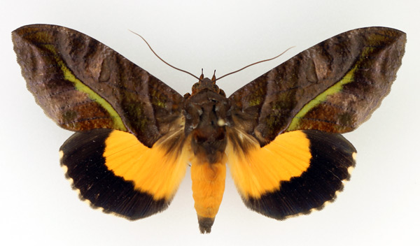 /filer/webapps/moths/media/images/D/divitiosa_Eudocima_AM_TMSA_01.jpg
