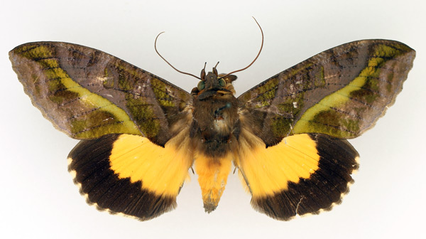 /filer/webapps/moths/media/images/D/divitiosa_Eudocima_AM_TMSA_02.jpg
