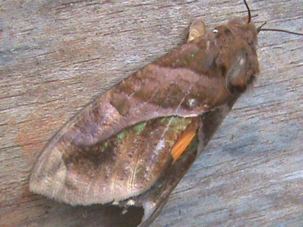 /filer/webapps/moths/media/images/D/divitiosa_Eudocima_A_Guyonnet.jpg