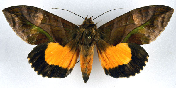 /filer/webapps/moths/media/images/D/divitiosa_Eudocima_A_NHMO.jpg