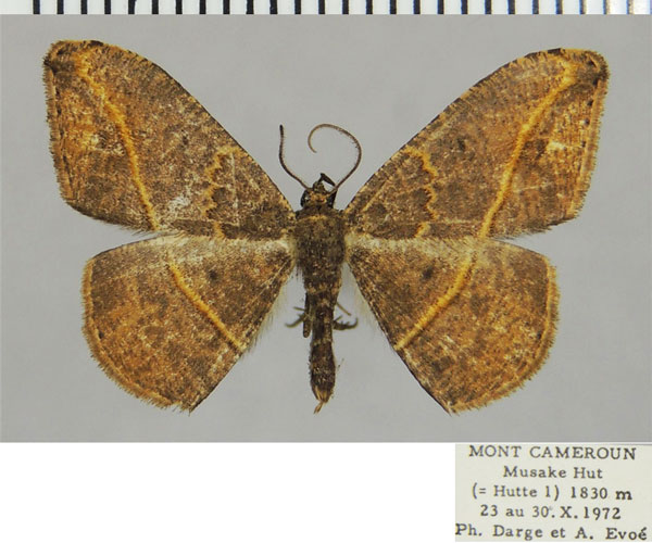 /filer/webapps/moths/media/images/D/divorsa_Milocera_AM_ZSMa.jpg