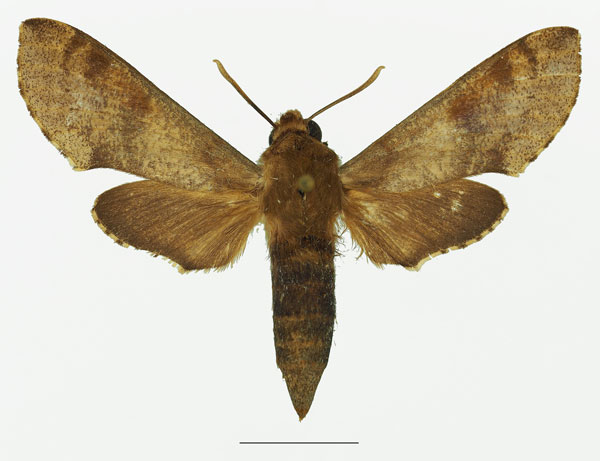 /filer/webapps/moths/media/images/D/diyllus_Hippotion_AF_Basquin_01a.jpg