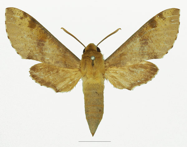 /filer/webapps/moths/media/images/D/diyllus_Hippotion_AF_Basquin_02a.jpg
