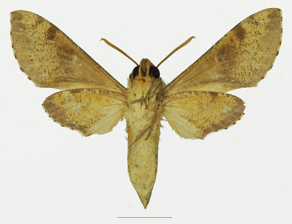 /filer/webapps/moths/media/images/D/diyllus_Hippotion_AF_Basquin_02b.jpg