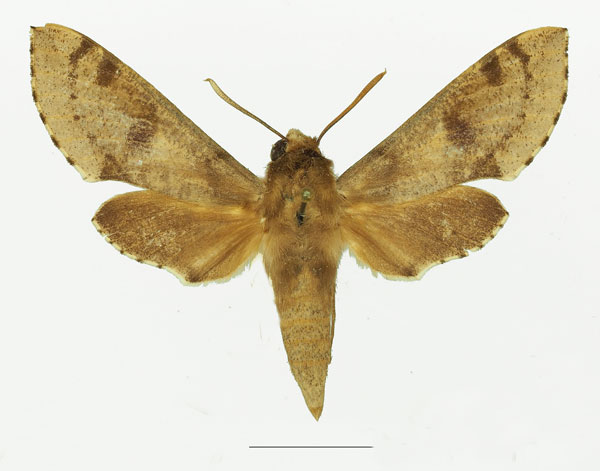 /filer/webapps/moths/media/images/D/diyllus_Hippotion_AM_Basquin_01a.jpg