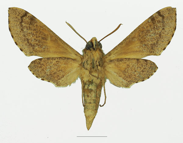 /filer/webapps/moths/media/images/D/diyllus_Hippotion_AM_Basquin_01b.jpg