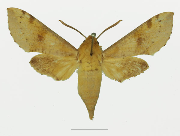 /filer/webapps/moths/media/images/D/diyllus_Hippotion_AM_Basquin_02a.jpg