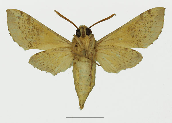 /filer/webapps/moths/media/images/D/diyllus_Hippotion_AM_Basquin_02b.jpg