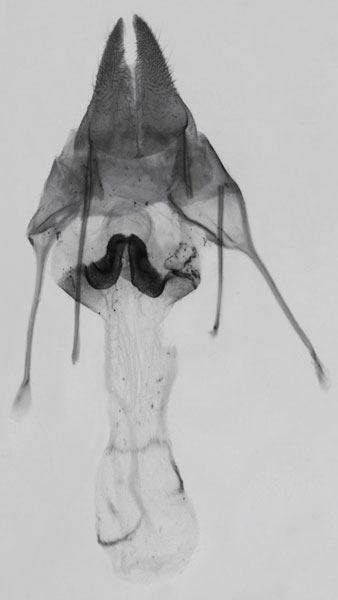 /filer/webapps/moths/media/images/D/djenoensis_Sesamia_GFPT_MNHN_571.jpg