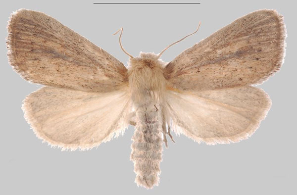 /filer/webapps/moths/media/images/D/djenoensis_Sesamia_HT_MNHNa.jpg