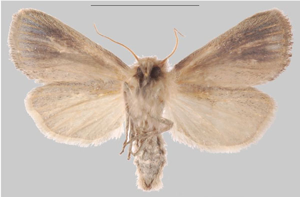 /filer/webapps/moths/media/images/D/djenoensis_Sesamia_HT_MNHNb.jpg