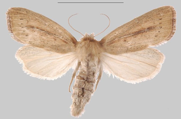 /filer/webapps/moths/media/images/D/djenoensis_Sesamia_PTF_MNHNa.jpg