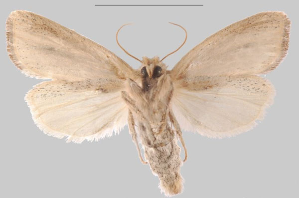 /filer/webapps/moths/media/images/D/djenoensis_Sesamia_PTF_MNHNb.jpg