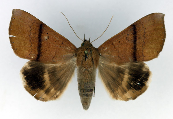 /filer/webapps/moths/media/images/D/dmoe_Achaea_AF_Legrain.jpg