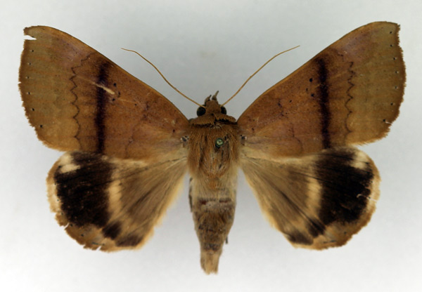 /filer/webapps/moths/media/images/D/dmoe_Achaea_AM_Legrain.jpg
