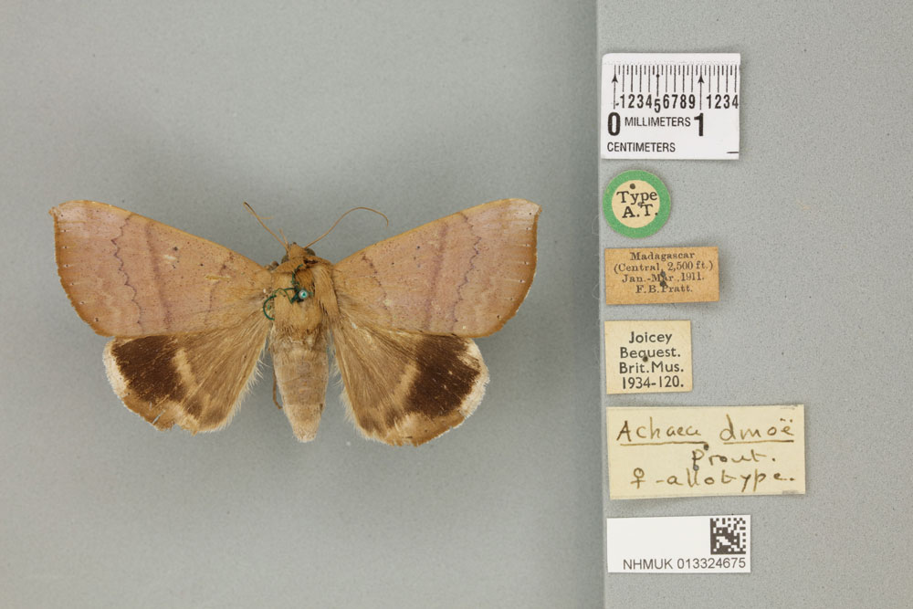 /filer/webapps/moths/media/images/D/dmoe_Achaea_STF_BMNH_01a.jpg