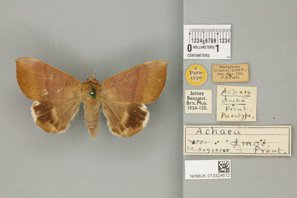 /filer/webapps/moths/media/images/D/dmoe_Achaea_STF_BMNH_02a.jpg