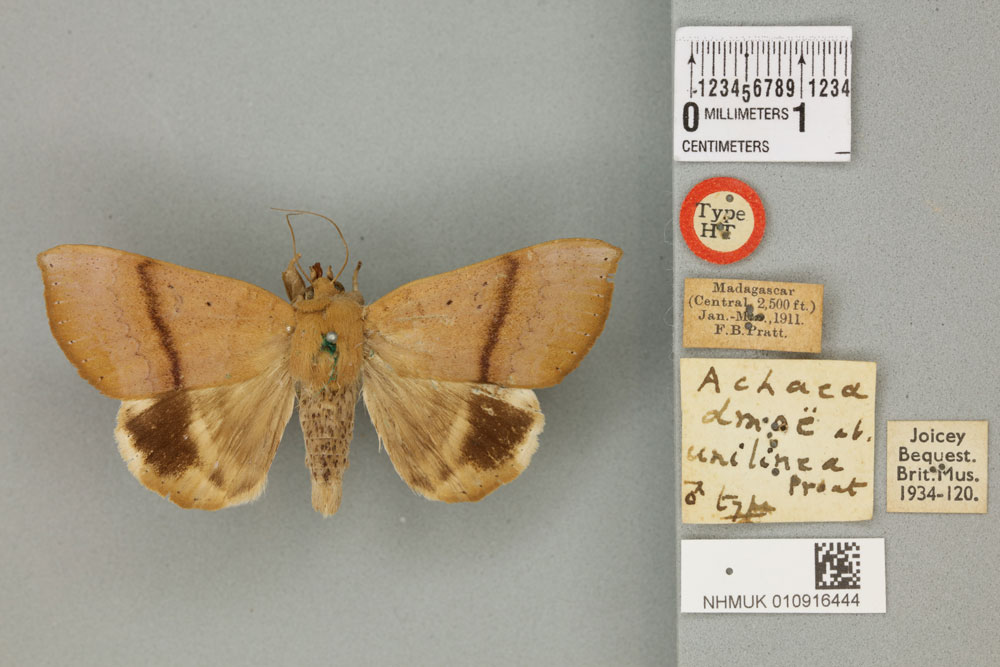 /filer/webapps/moths/media/images/D/dmoe_Achaea_ST_BMNH_02a.jpg