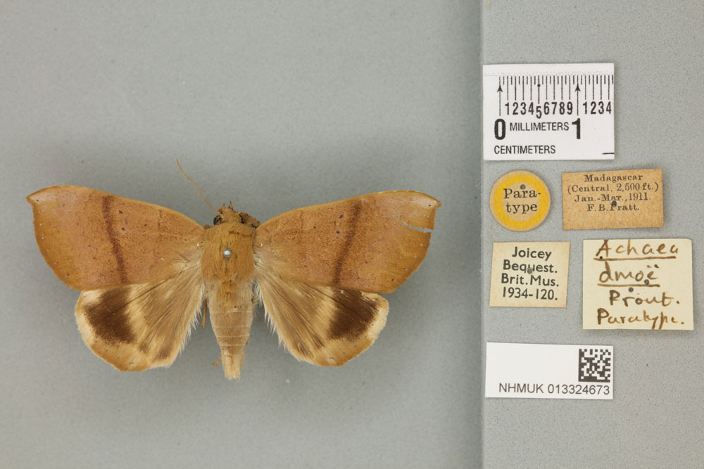 /filer/webapps/moths/media/images/D/dmoe_Achaea_ST_BMNH_03a.jpg
