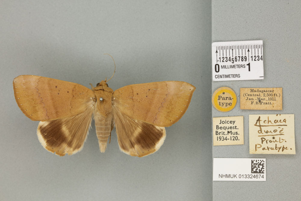 /filer/webapps/moths/media/images/D/dmoe_Achaea_ST_BMNH_04a.jpg
