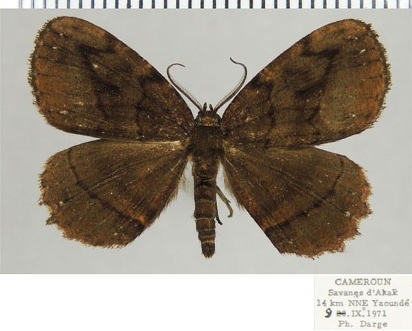 /filer/webapps/moths/media/images/D/dnophera_Menophra_AF_ZSM.jpg