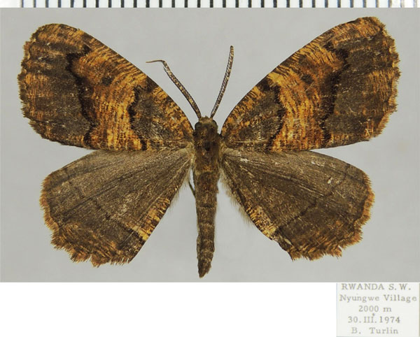 /filer/webapps/moths/media/images/D/dnophera_Menophra_AM_ZSMa.jpg