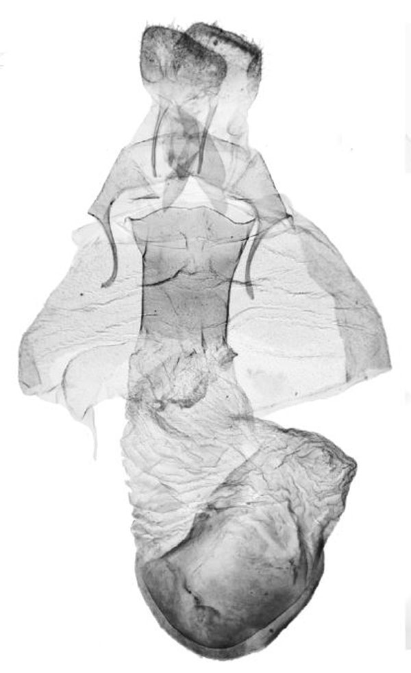 /filer/webapps/moths/media/images/D/doa_Asura_GFHT_ZMHB_388-2004.jpg