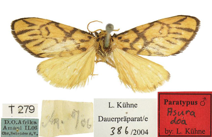 /filer/webapps/moths/media/images/D/doa_Asura_PTM_ZMHB.jpg