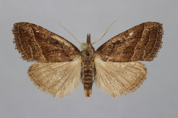 /filer/webapps/moths/media/images/D/dochmographa_Meganola_A_BMNH.jpg