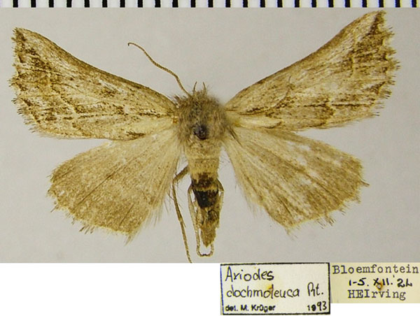 /filer/webapps/moths/media/images/D/dochmoleuca_Drepanogynis_AF_ZSM.jpg