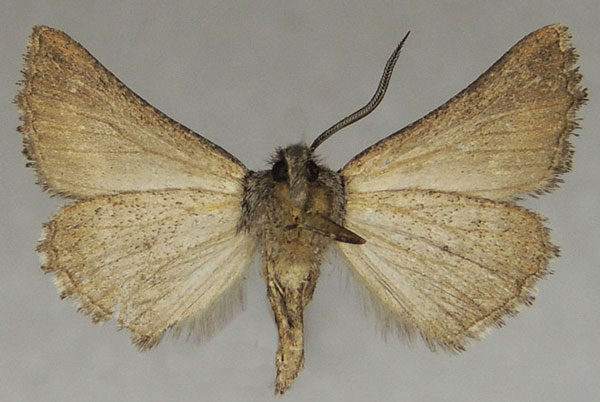/filer/webapps/moths/media/images/D/dochmoleuca_Drepanogynis_AM_ZSMb.jpg