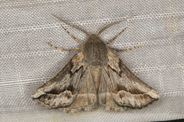 /filer/webapps/moths/media/images/D/dochmoleuca_Drepanogynis_A_Heyns_01.JPG
