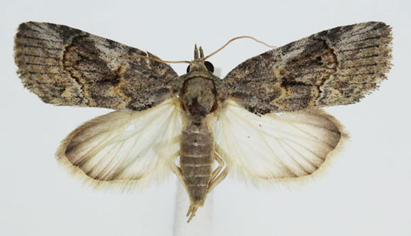 /filer/webapps/moths/media/images/D/docilis_Characoma_A_JMonks_01_OUFBzzd.jpg