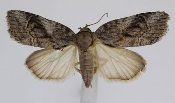 /filer/webapps/moths/media/images/D/docilis_Characoma_A_JMonks_02_7hOkI6y.jpg
