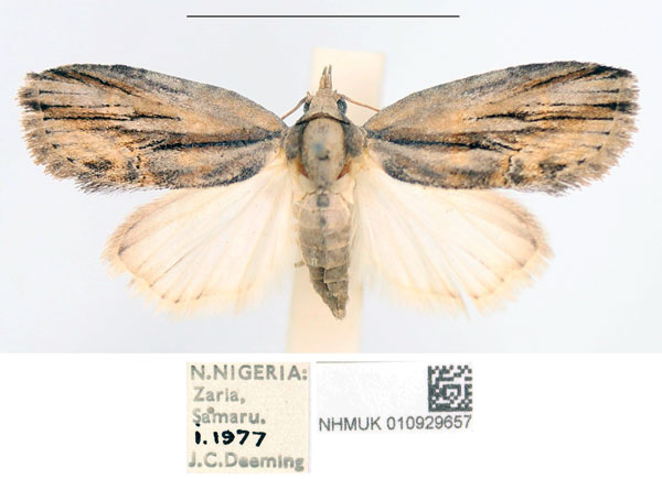/filer/webapps/moths/media/images/D/docilis_Selepa_AF_NHMUK.jpg