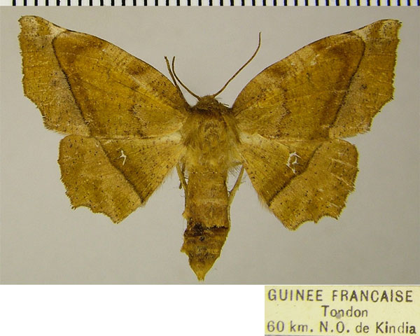 /filer/webapps/moths/media/images/D/docta_Hyalornis_AF_ZSMa.jpg
