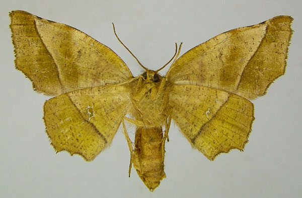 /filer/webapps/moths/media/images/D/docta_Hyalornis_AF_ZSMb.jpg