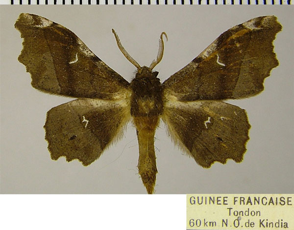 /filer/webapps/moths/media/images/D/docta_Hyalornis_AM_ZSMa.jpg