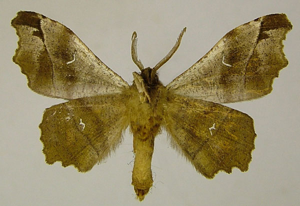/filer/webapps/moths/media/images/D/docta_Hyalornis_AM_ZSMb.jpg
