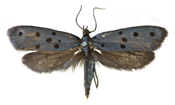/filer/webapps/moths/media/images/D/doctissima_Trisophista_AF_Agassiz.jpg