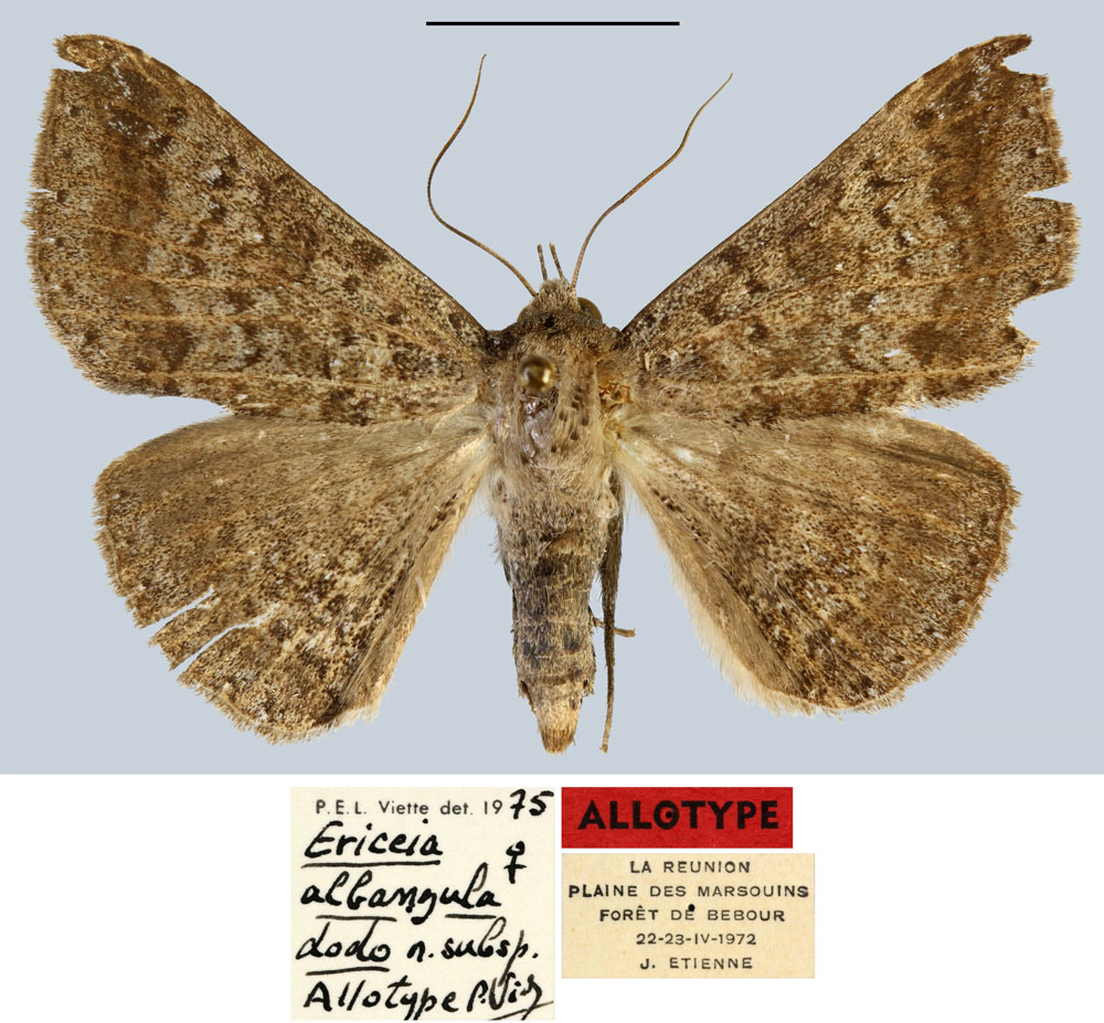 /filer/webapps/moths/media/images/D/dodo_Ericeia_AT_MNHN.jpg