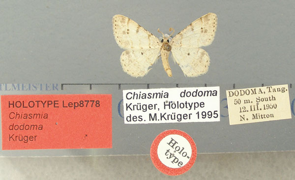 /filer/webapps/moths/media/images/D/dodoma_Chiasmia_HT_TMSA.jpg