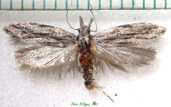 /filer/webapps/moths/media/images/D/dodonaea_Anarsia_AF_Bippus.jpg