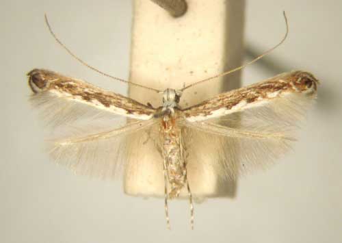 /filer/webapps/moths/media/images/D/dodonaeae_Stomphastis_PT_TMSA6008.jpg