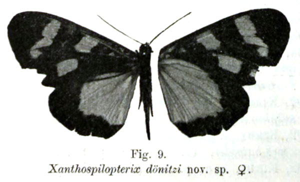 /filer/webapps/moths/media/images/D/doenitzi_Xanthospilopterix_HT_Grunberg_9.jpg