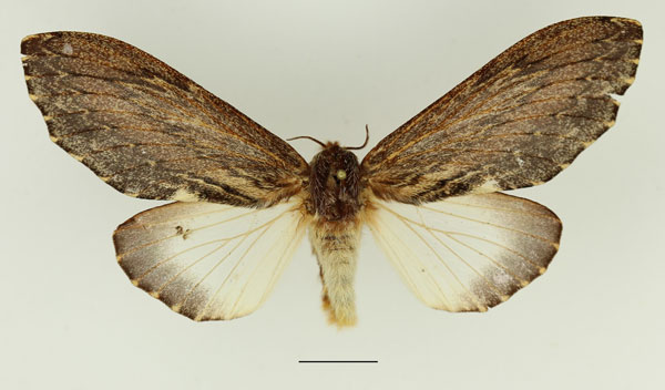 /filer/webapps/moths/media/images/D/dogma_Filiola_AF_Basquin_01.jpg