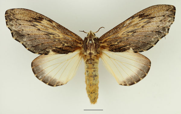 /filer/webapps/moths/media/images/D/dogma_Filiola_AF_Basquin_02.jpg